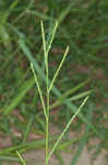 Broadleaf signalgrass